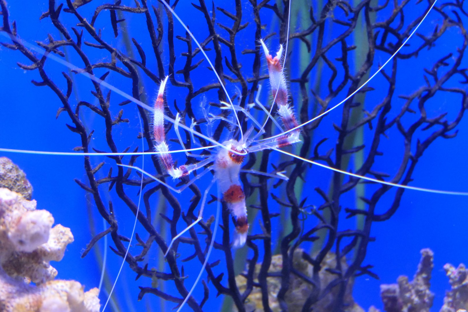 Coral Banded Shrimp (Stenopus hispidus)
