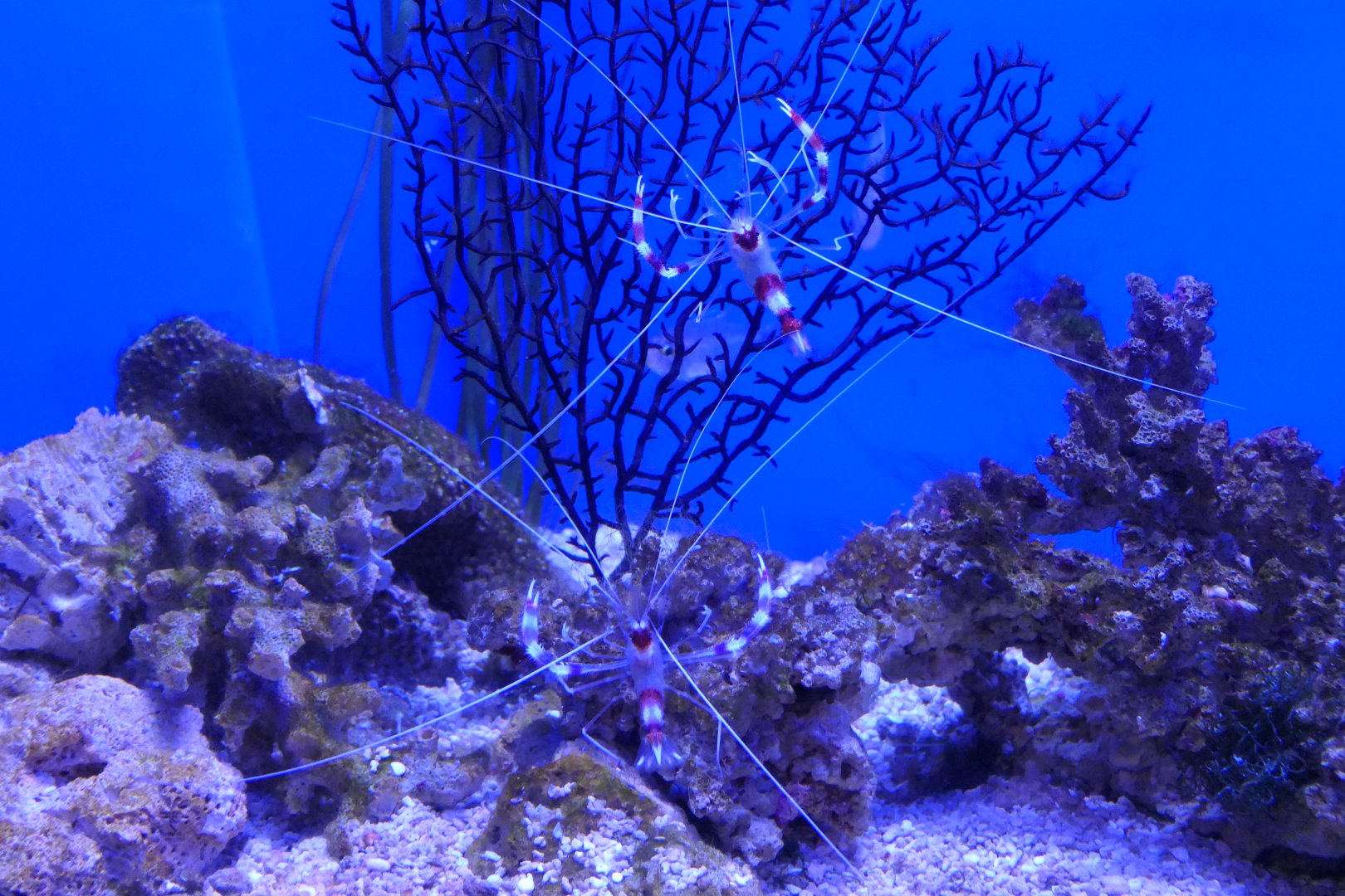Coral Banded Shrimp (Stenopus hispidus)