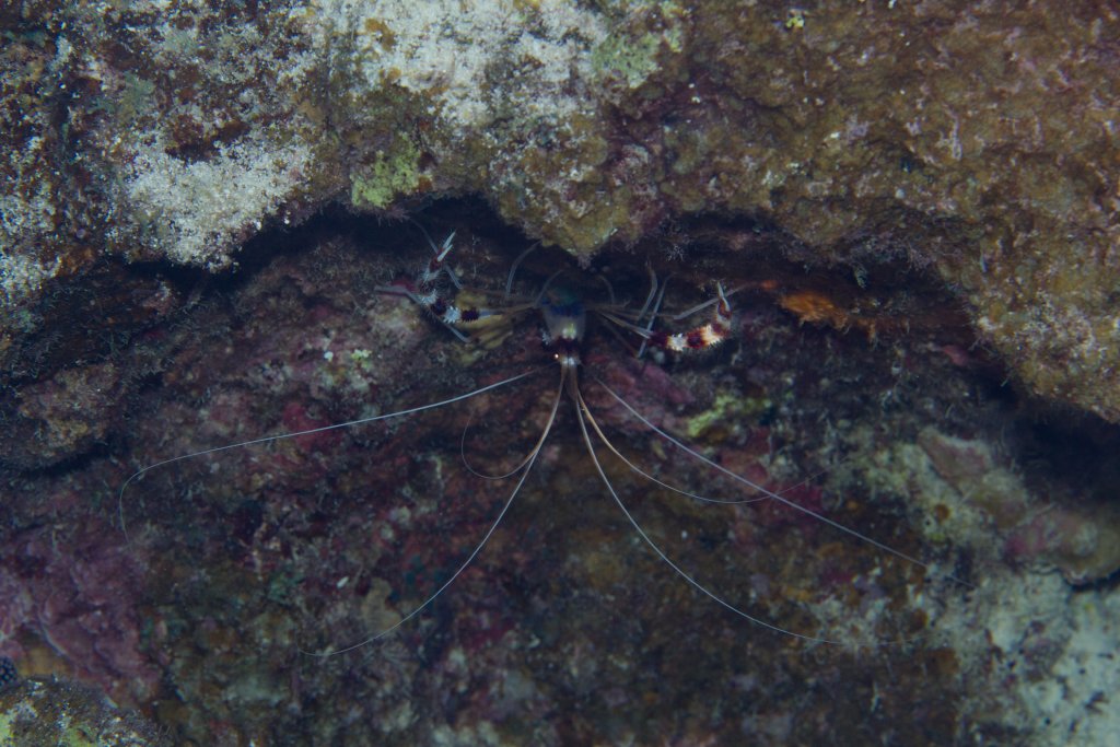 Coral Banded Shrimp