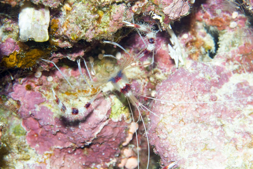 Coral Banded Shrimp