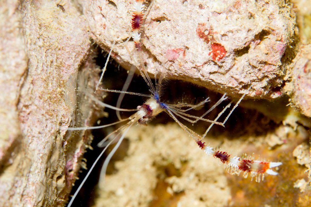 Coral Banded Shrimp