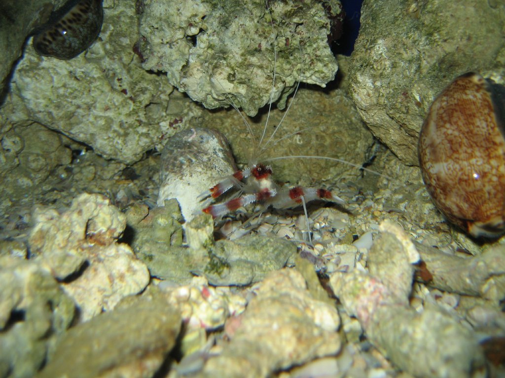 Coral Banded Shrimp