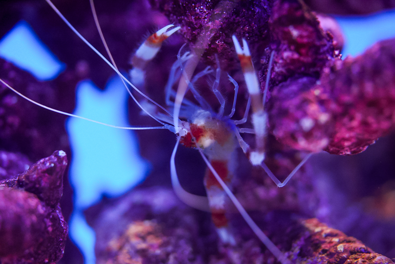 Coral Banded Shrimp