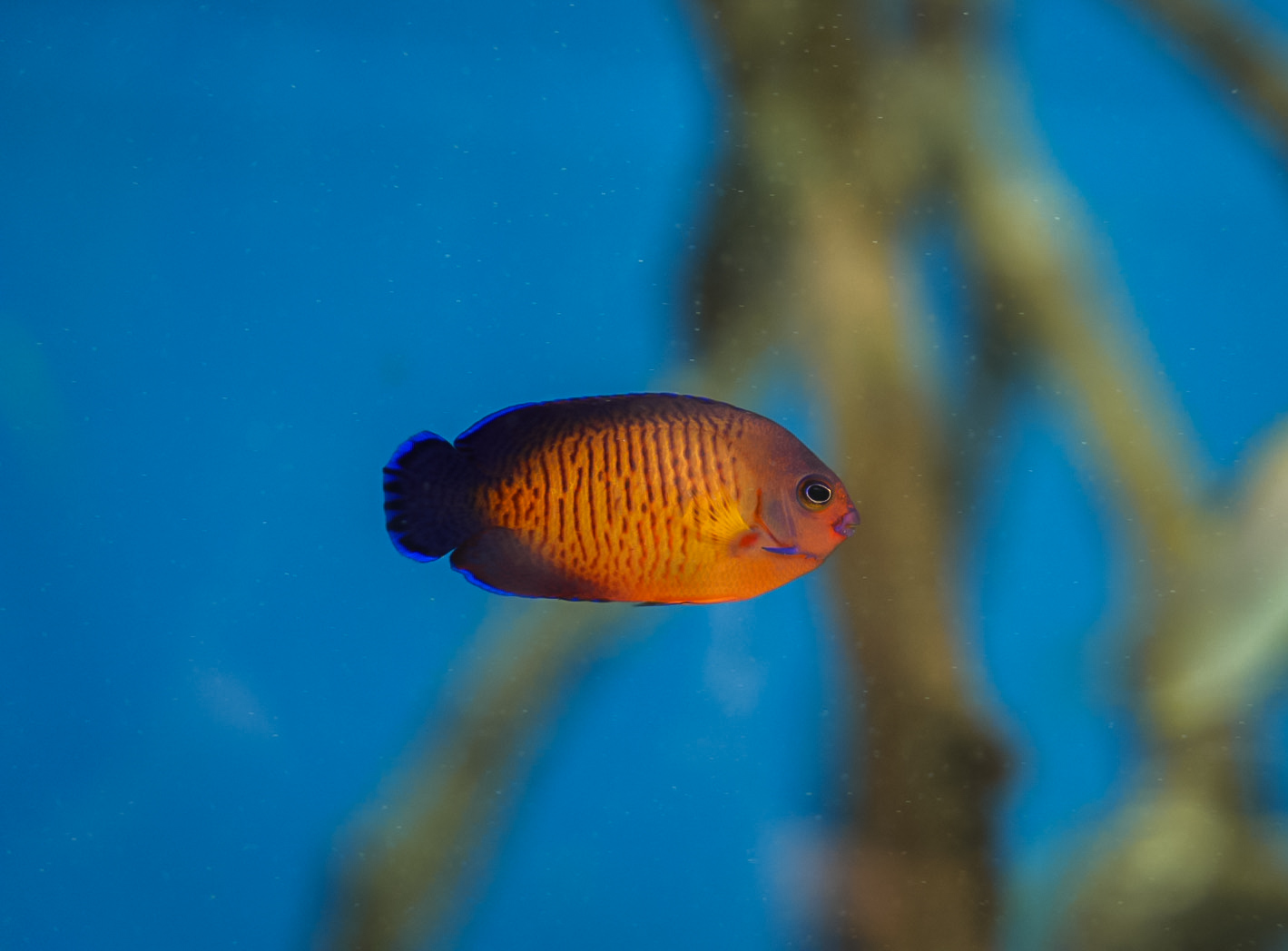 Coral Beauty Angelfish