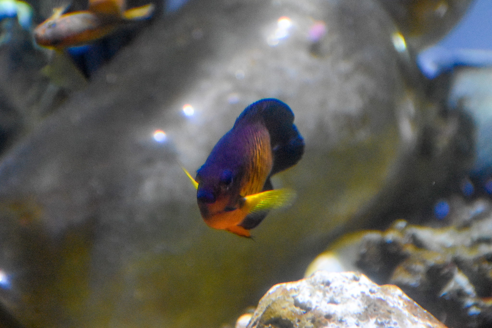 Coral Beauty (Centropyge bispinosa)