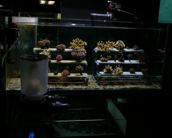 coral being grown at Lisbon Oceanario (aquarium)
