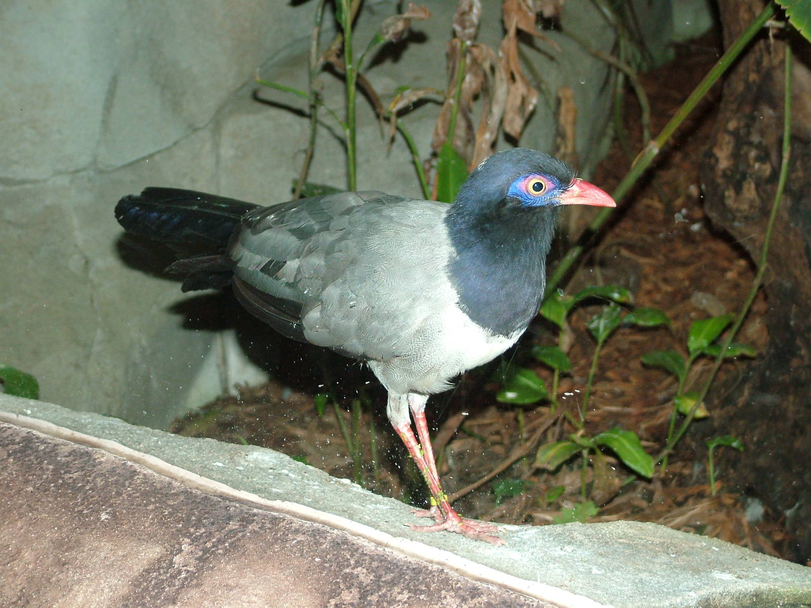 Coral-billed Ground Cuckoo at Koeln 12/05/09