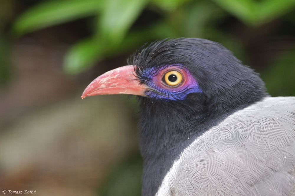 Coral-billed Ground Cuckoo (Carpococcyx renauldi) June 2012