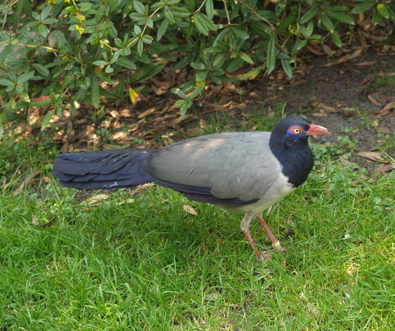Coral-billed ground cuckoo (Carpococcyx renauldi), May 2006