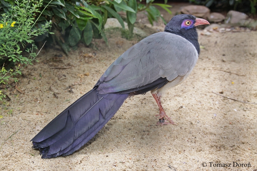 Coral-billed Ground Cuckoo - Carpococcyx renauldi