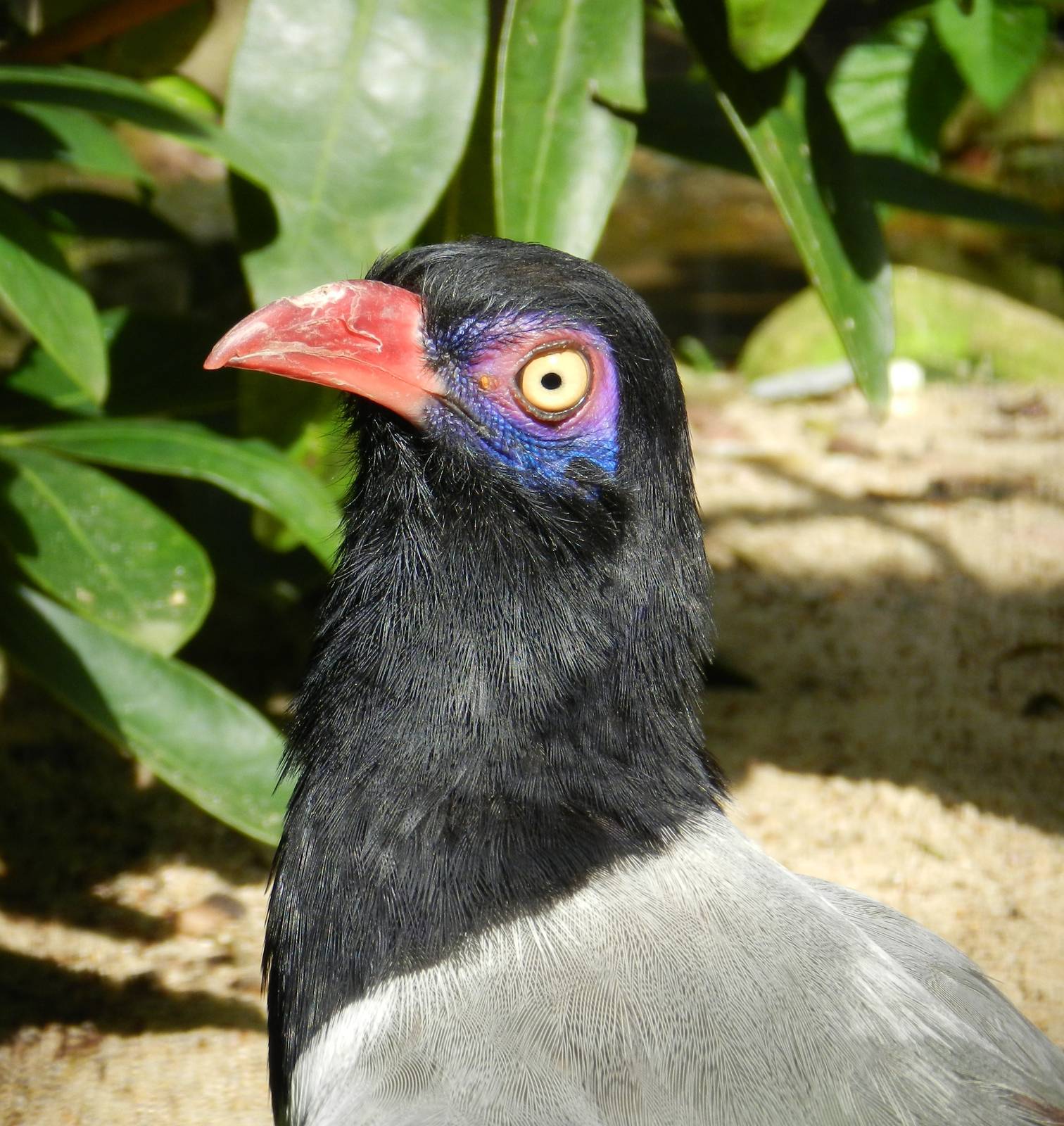 Coral-billed Ground Cuckoo (Carpococcyx renauldi)