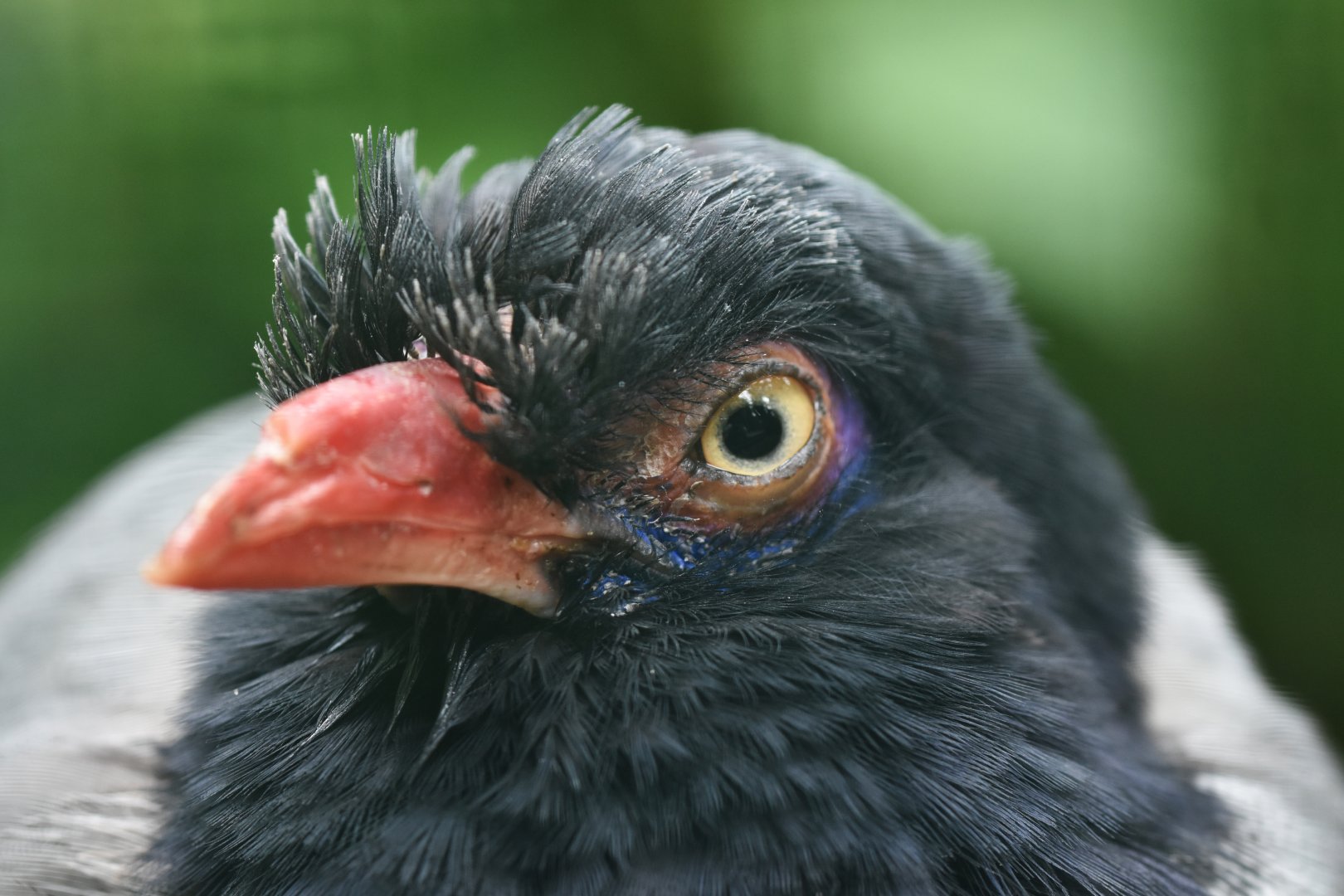 Coral-billed Ground-Cuckoo Carpococcyx renauldi