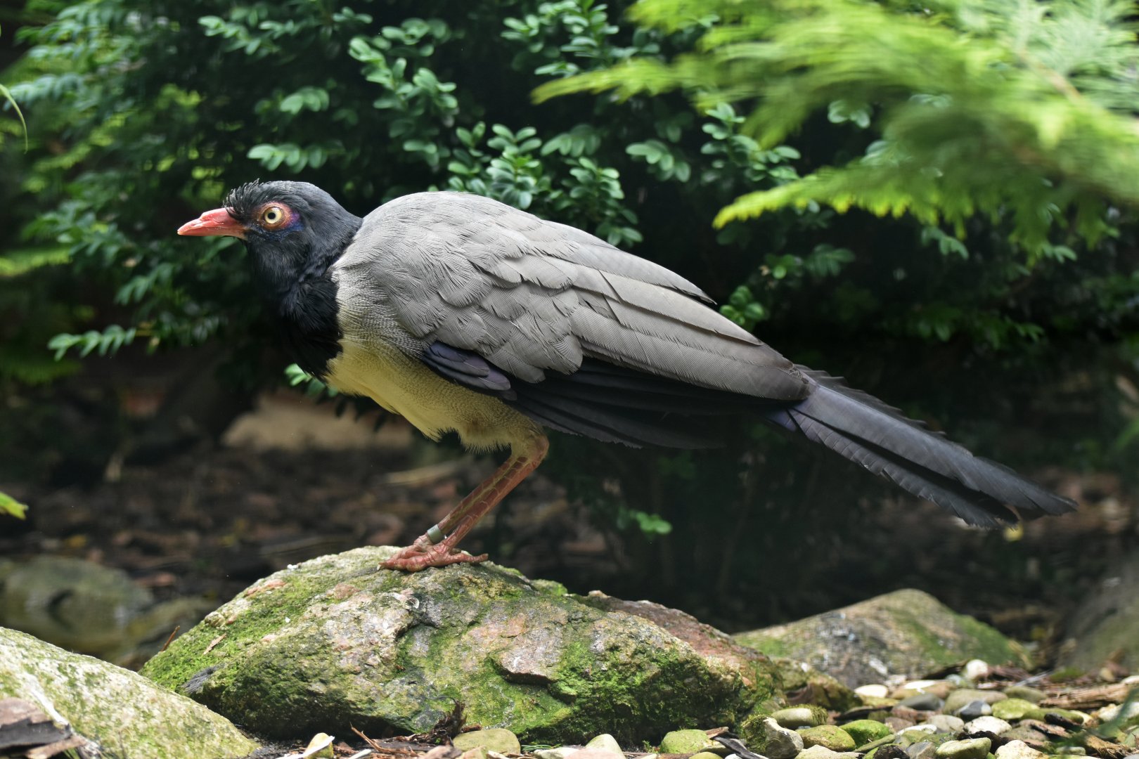 Coral-billed Ground-Cuckoo Carpococcyx renauldi
