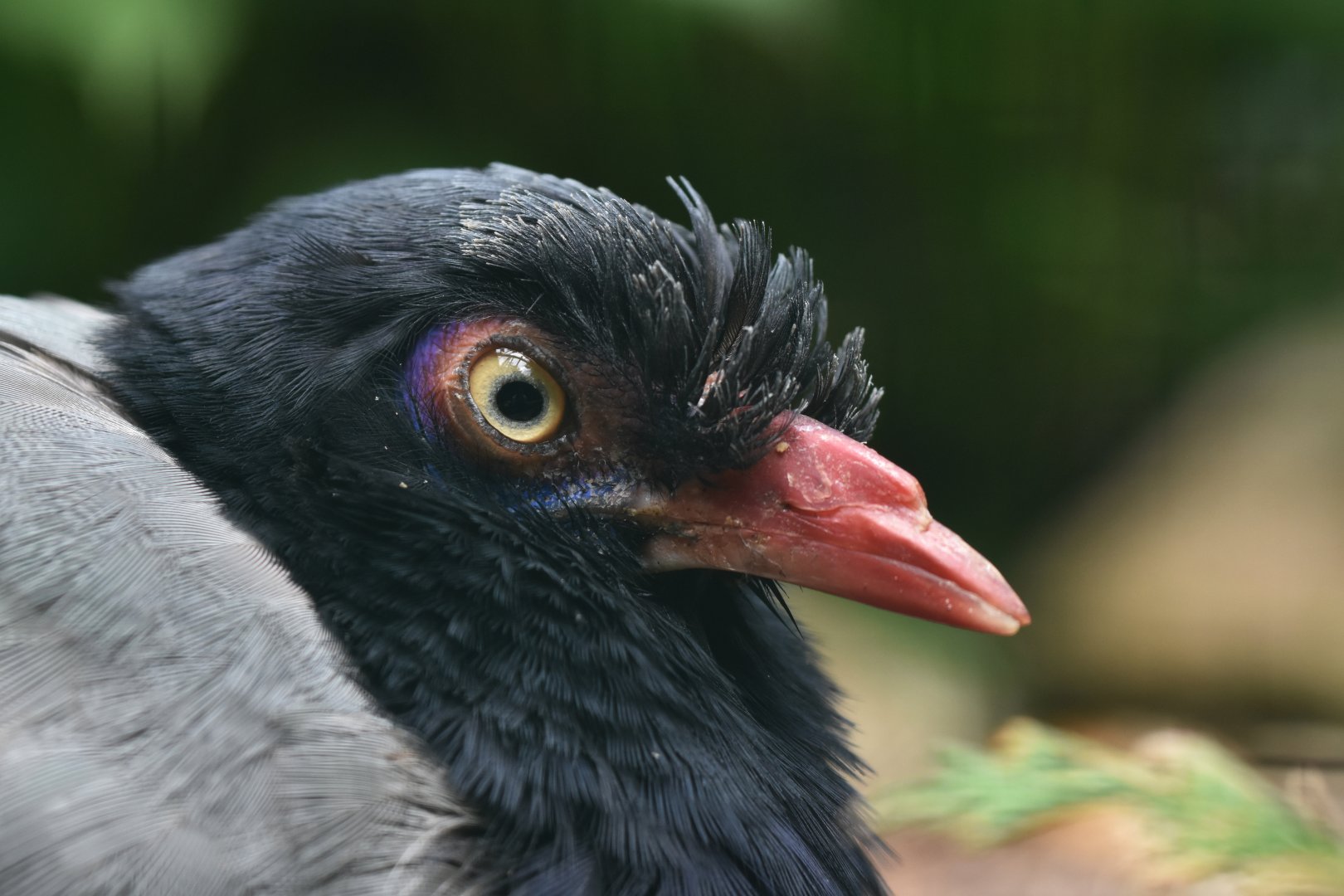 Coral-billed Ground-Cuckoo Carpococcyx renauldi