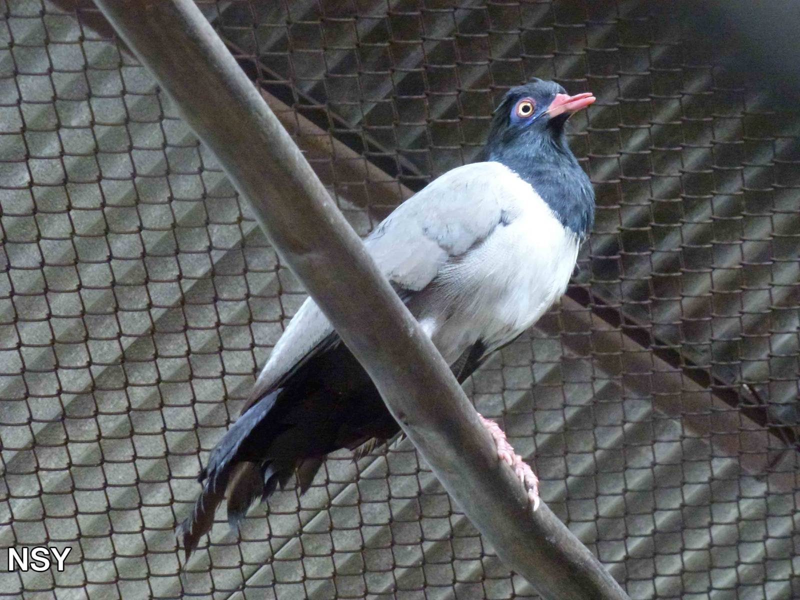 Coral-billed ground cuckoo, June 2013.