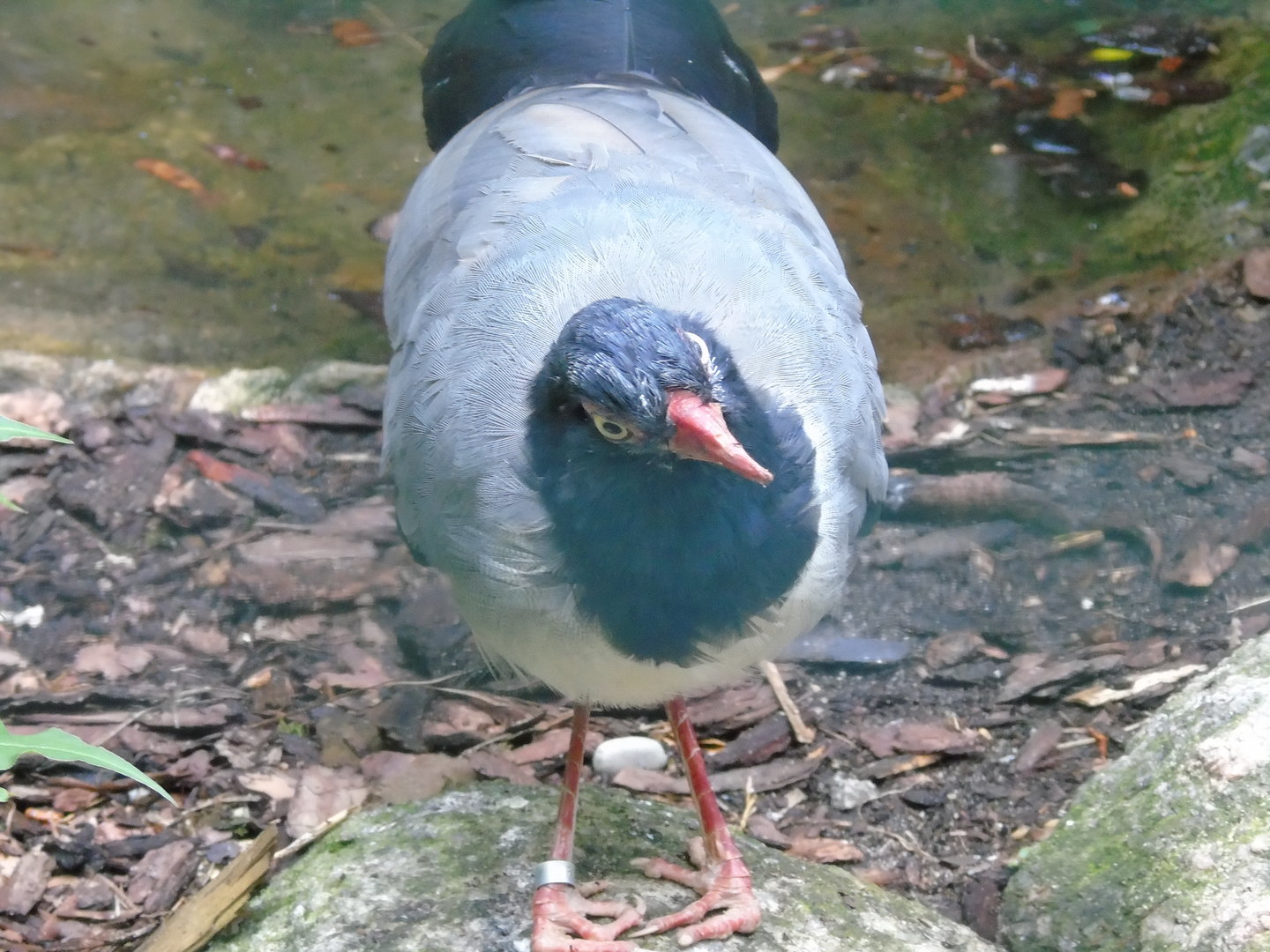 Coral-billed ground cuckoo - May 2017