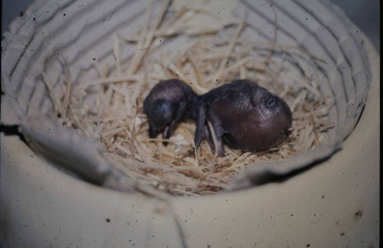 Coral-billed Ground cuckoo