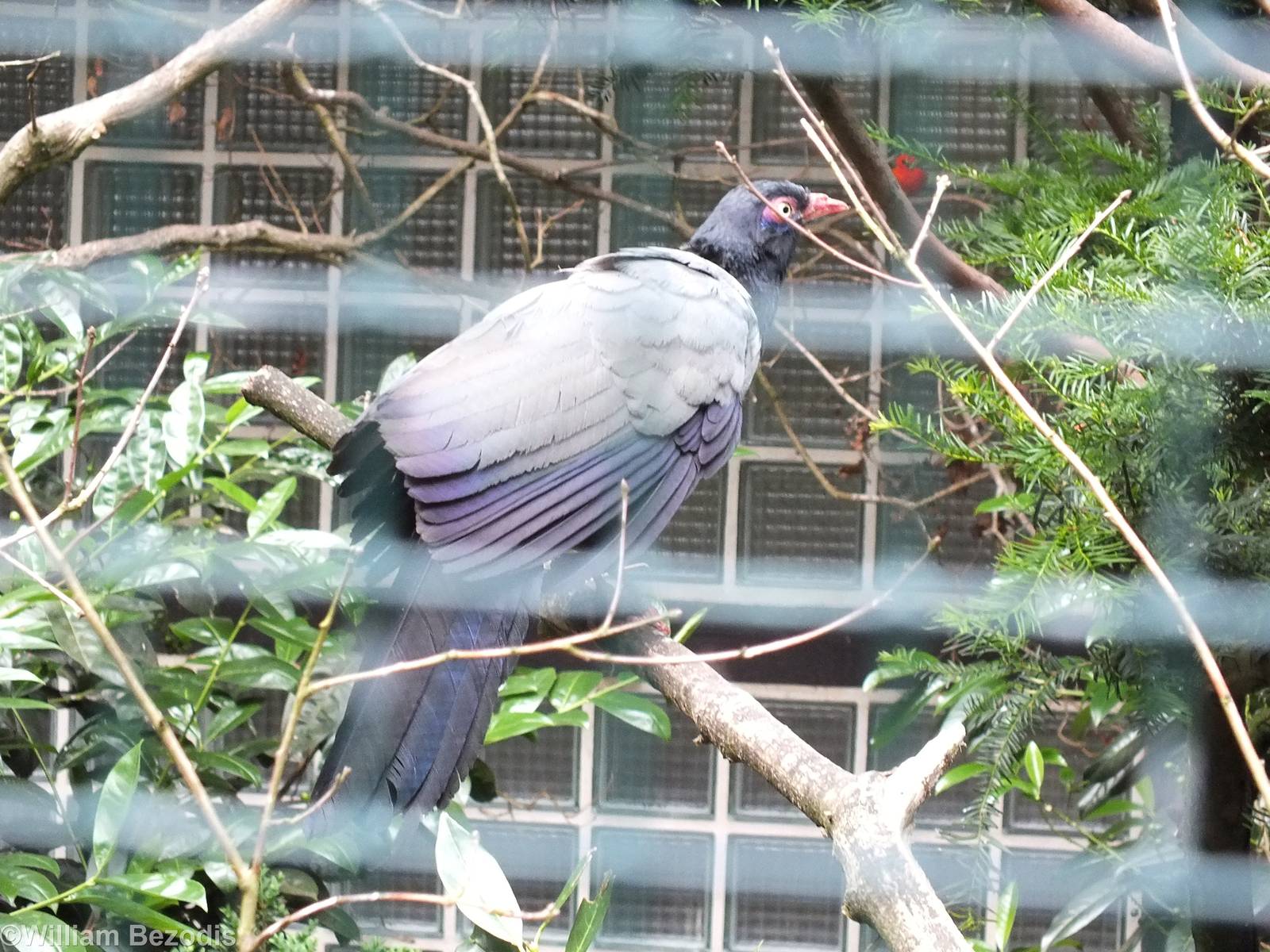 Coral-billed Ground Cuckoo