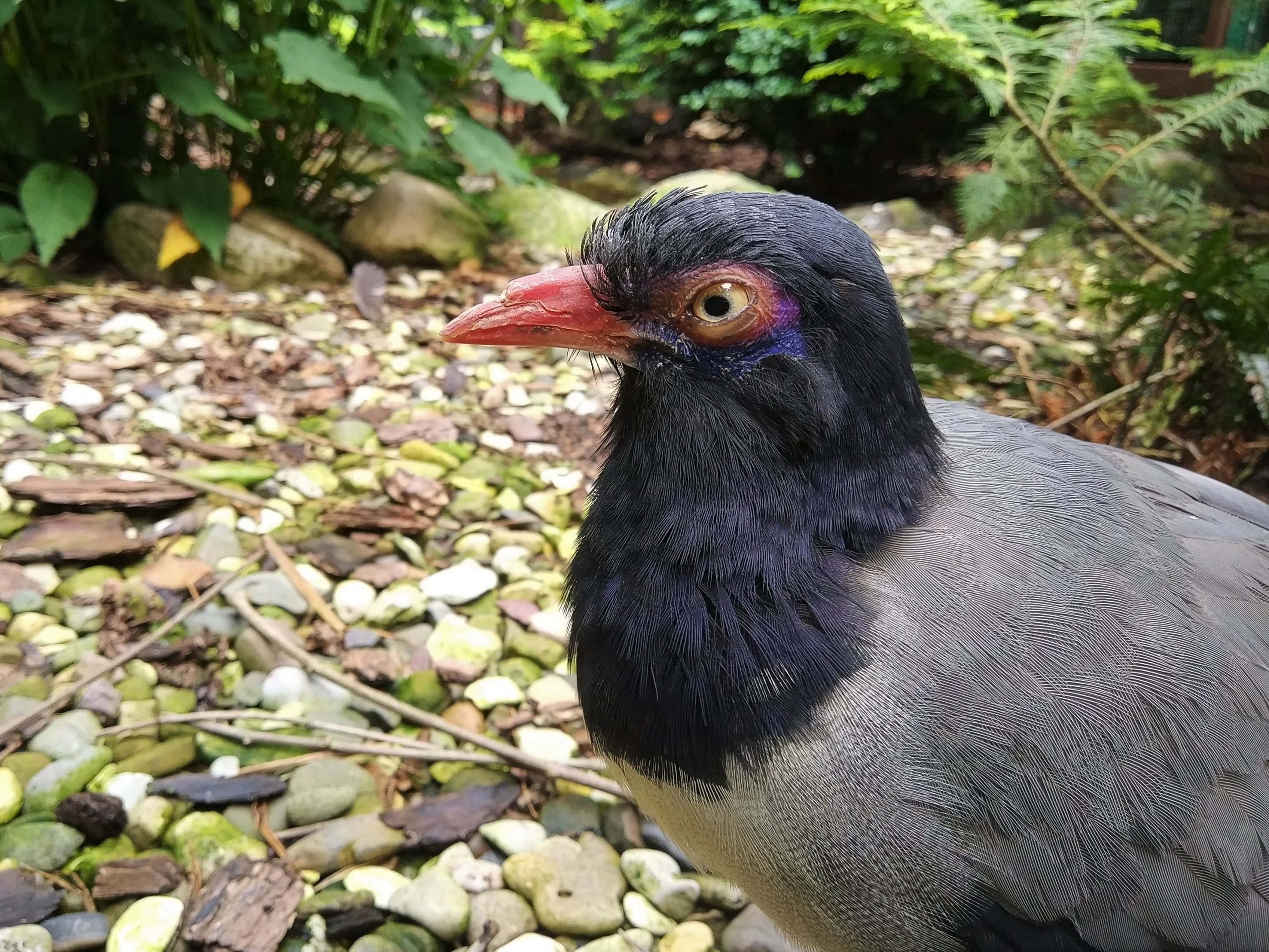 Coral-billed Ground Cuckoo