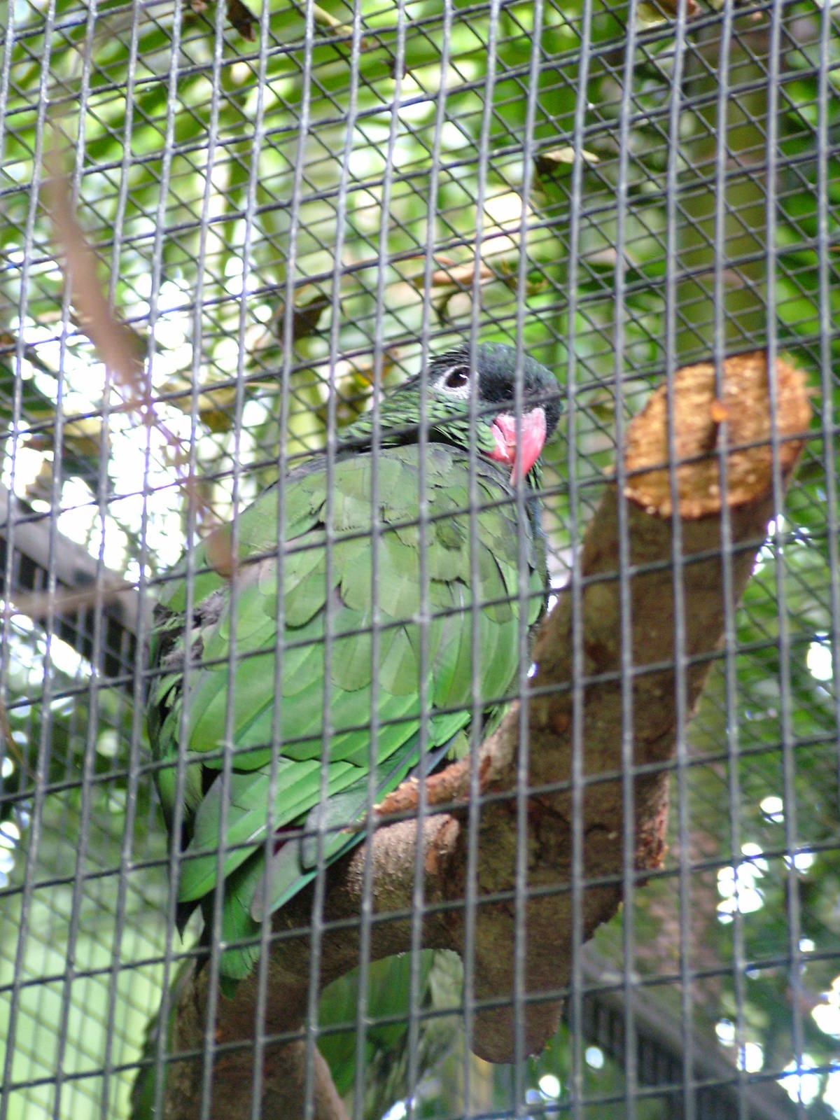 Coral-billed Parrot at Loro Parque, 08/11/10