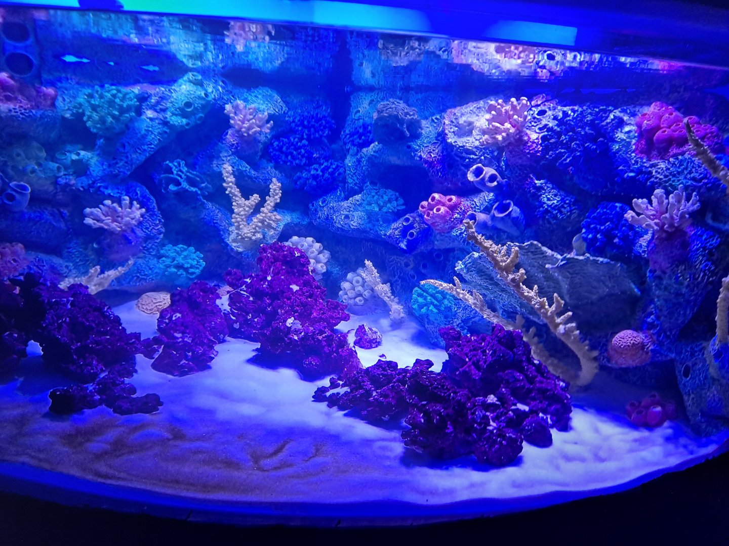 Coral but no fish yet (4/19/25)