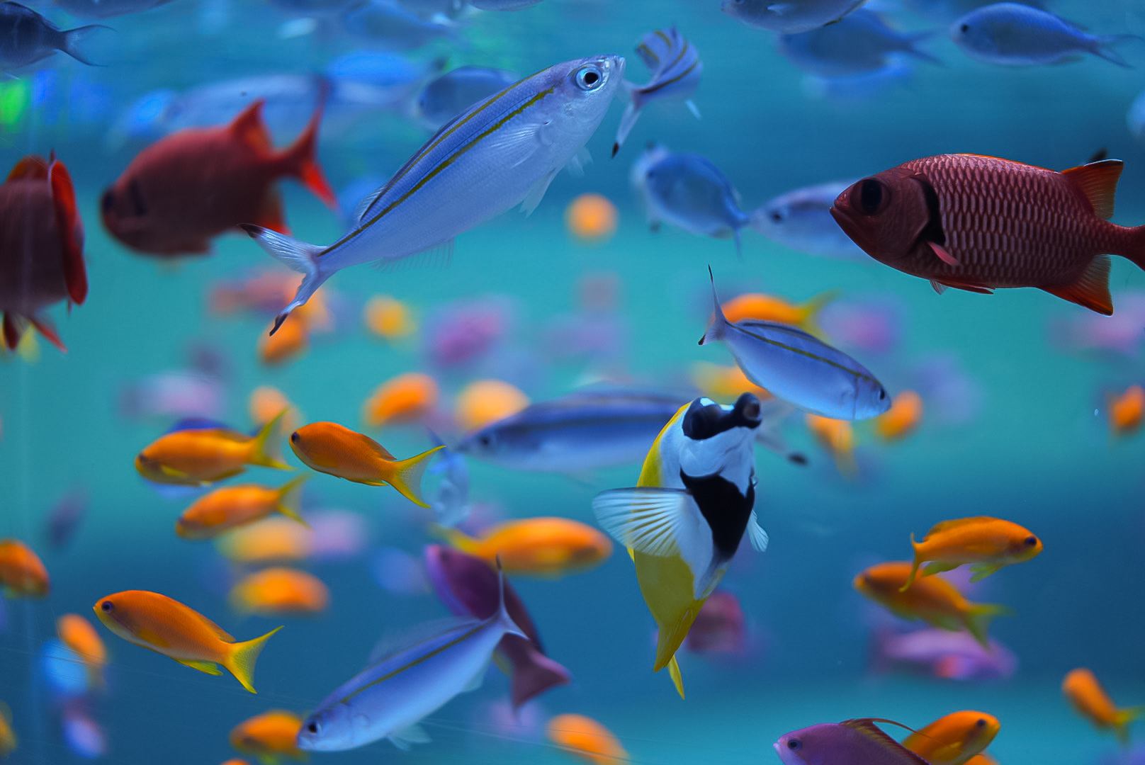 "Coral Canyon" Reef Fishes