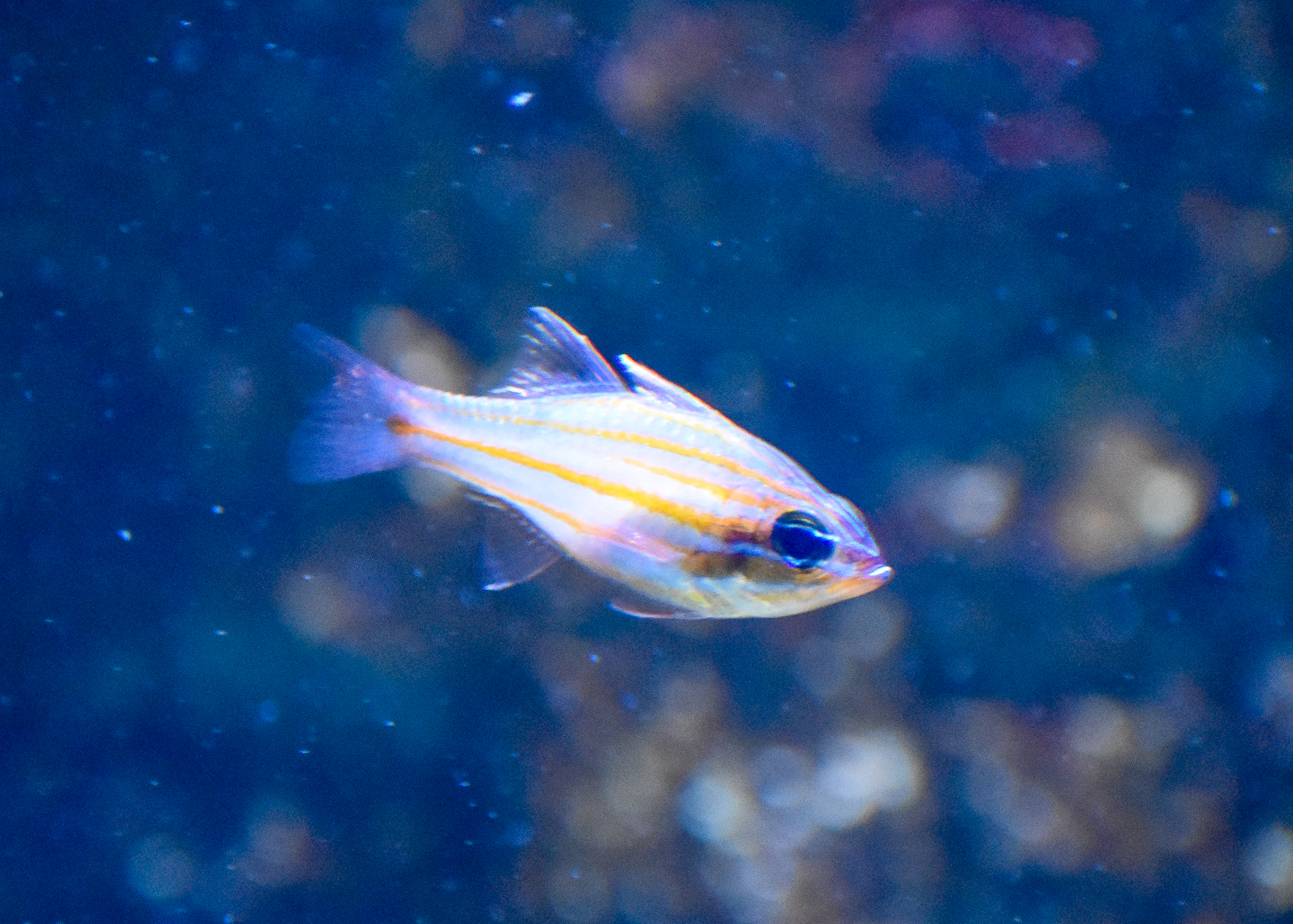 Coral Cardinalfish