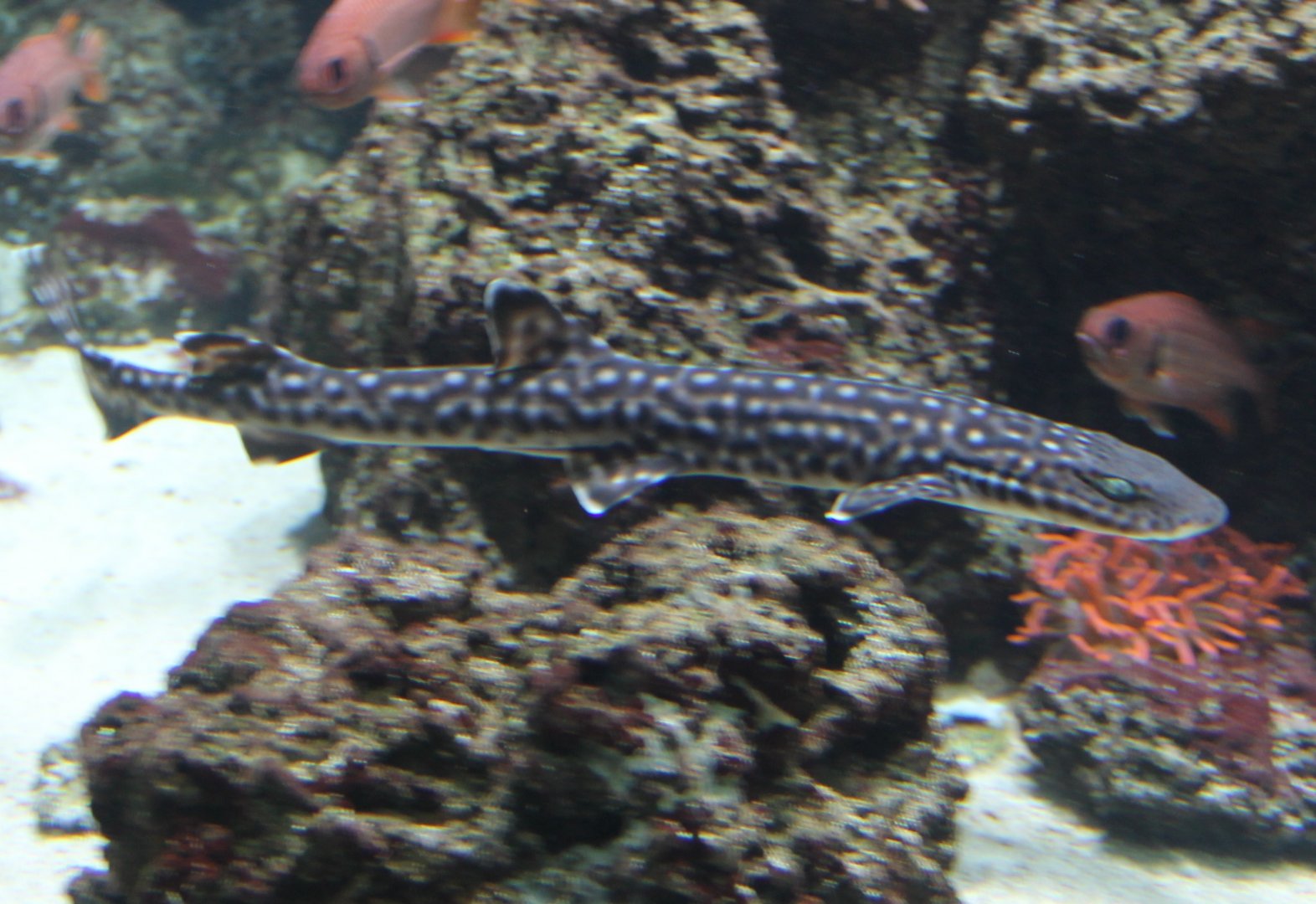 Coral cat-shark - Atelomycterus marmoratus