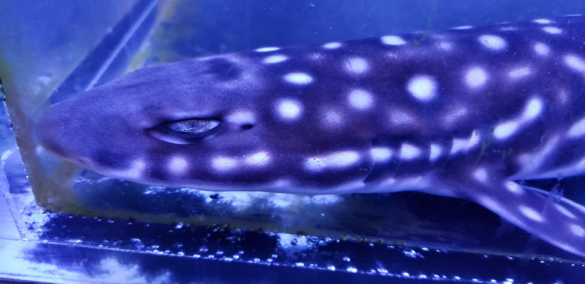 Coral Cat Shark closeup