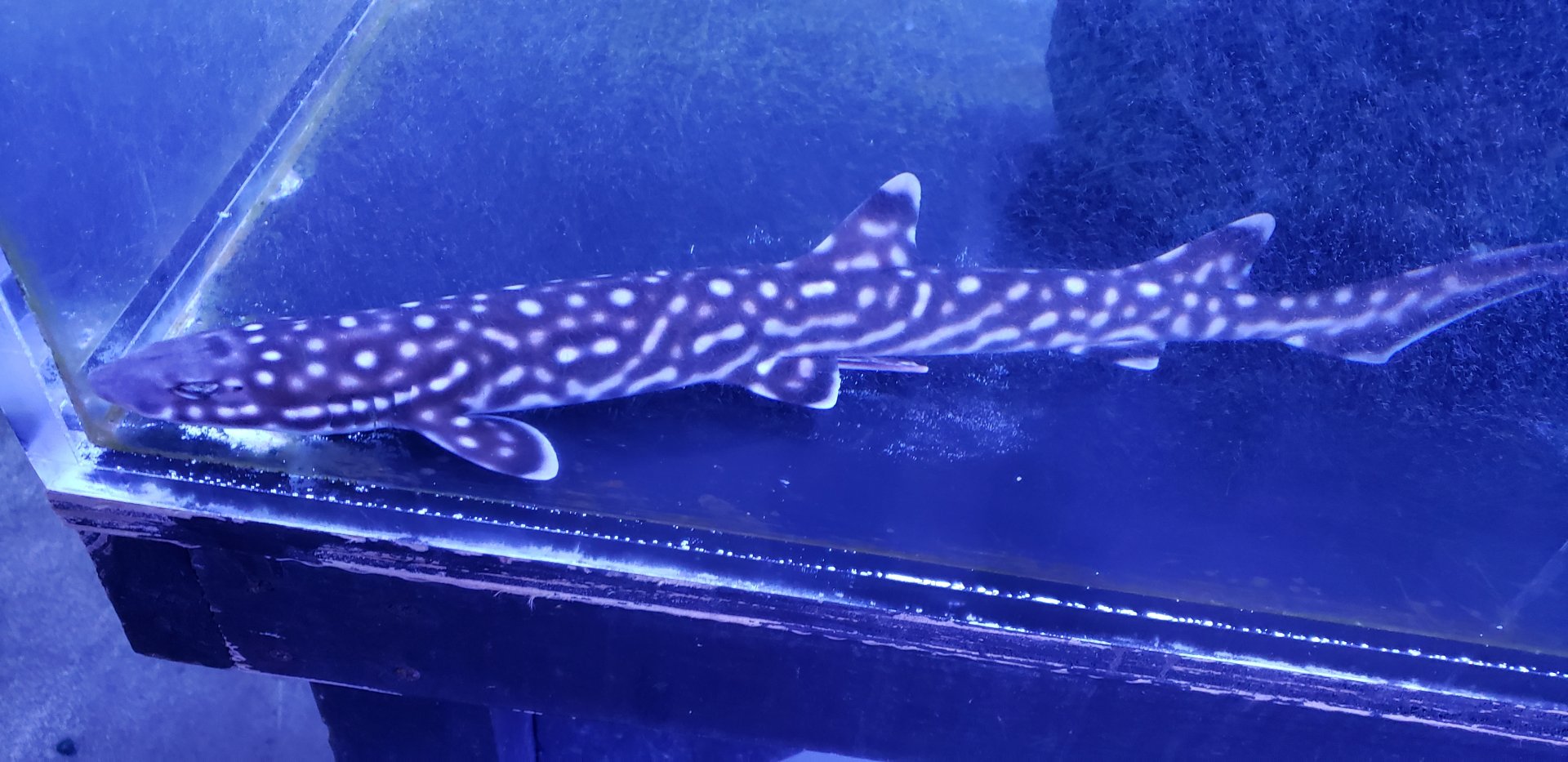 Coral Cat Shark