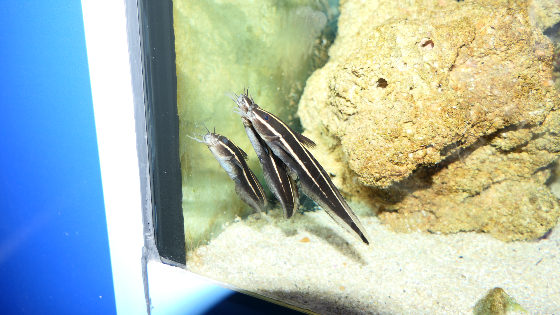 Coral Catfish (Plotosus lineatus) - Cicerello's Aquarium, Fremantle