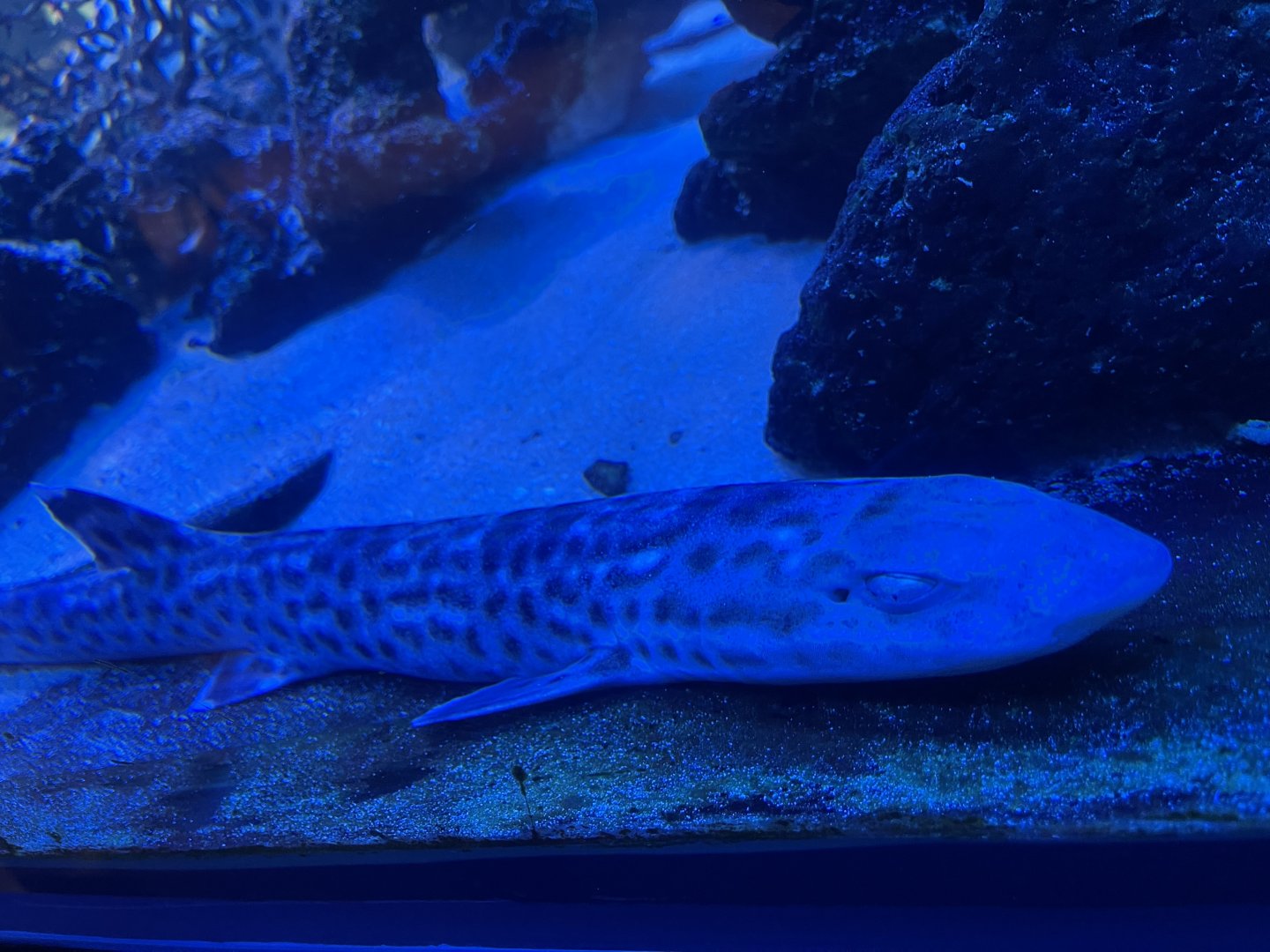 coral catshark (altelomycterus marmoratus)