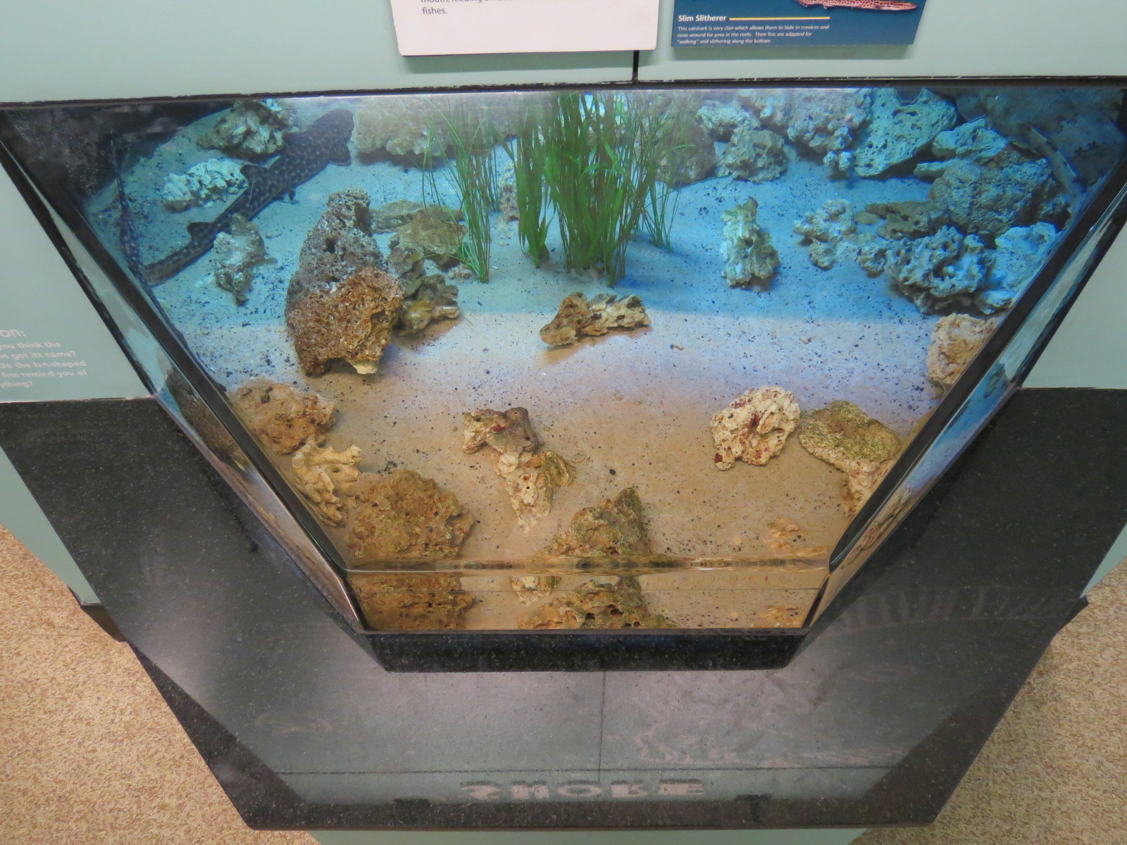 Coral Catshark and Ornate Wobbegong Shark Exhibit