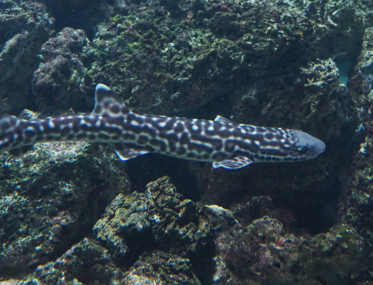Coral catshark (Atelomycterus marmoratus), 2019-04-20