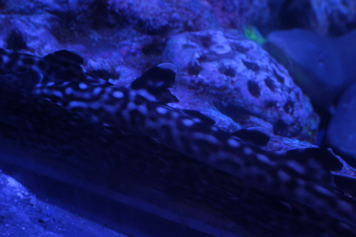Coral catshark (Atelomycterus marmoratus) - BXSea
