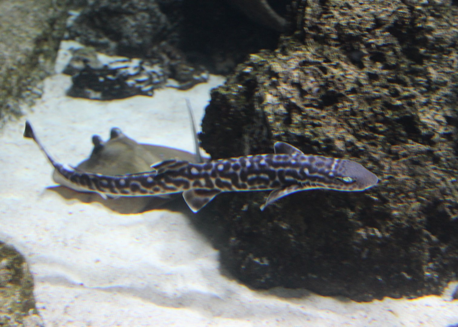 Coral catshark - Atelomycterus marmoratus