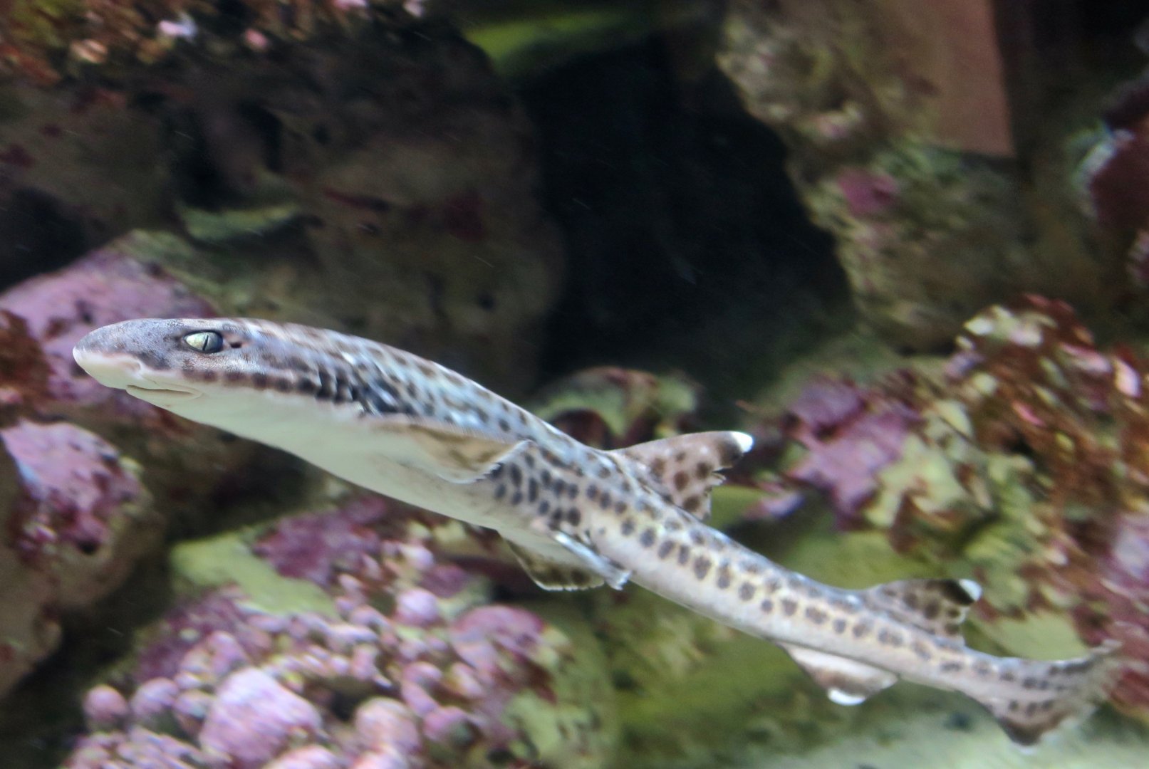 Coral Catshark (Atelomycterus marmoratus)