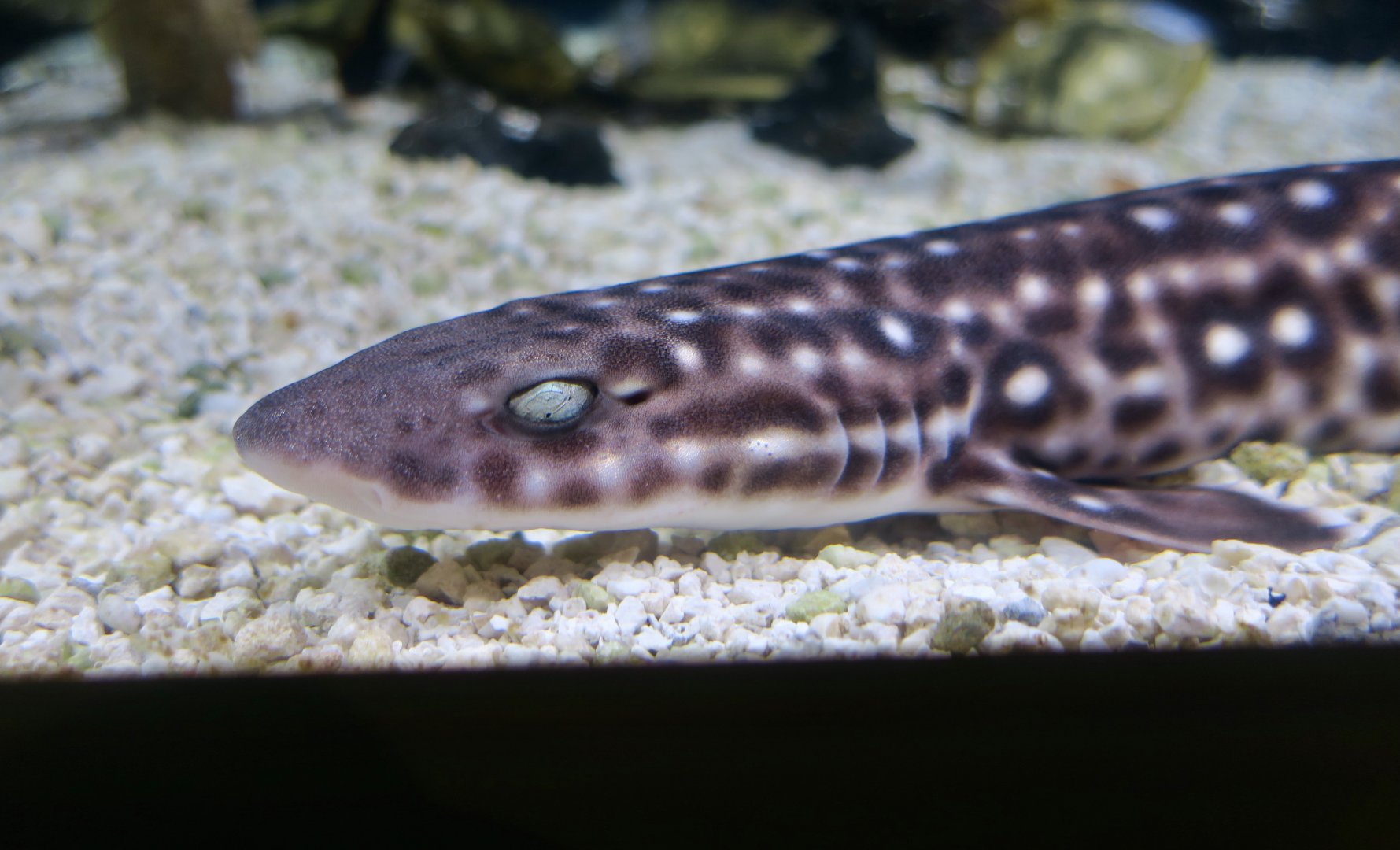 Coral Catshark (Atelomycterus marmoratus)