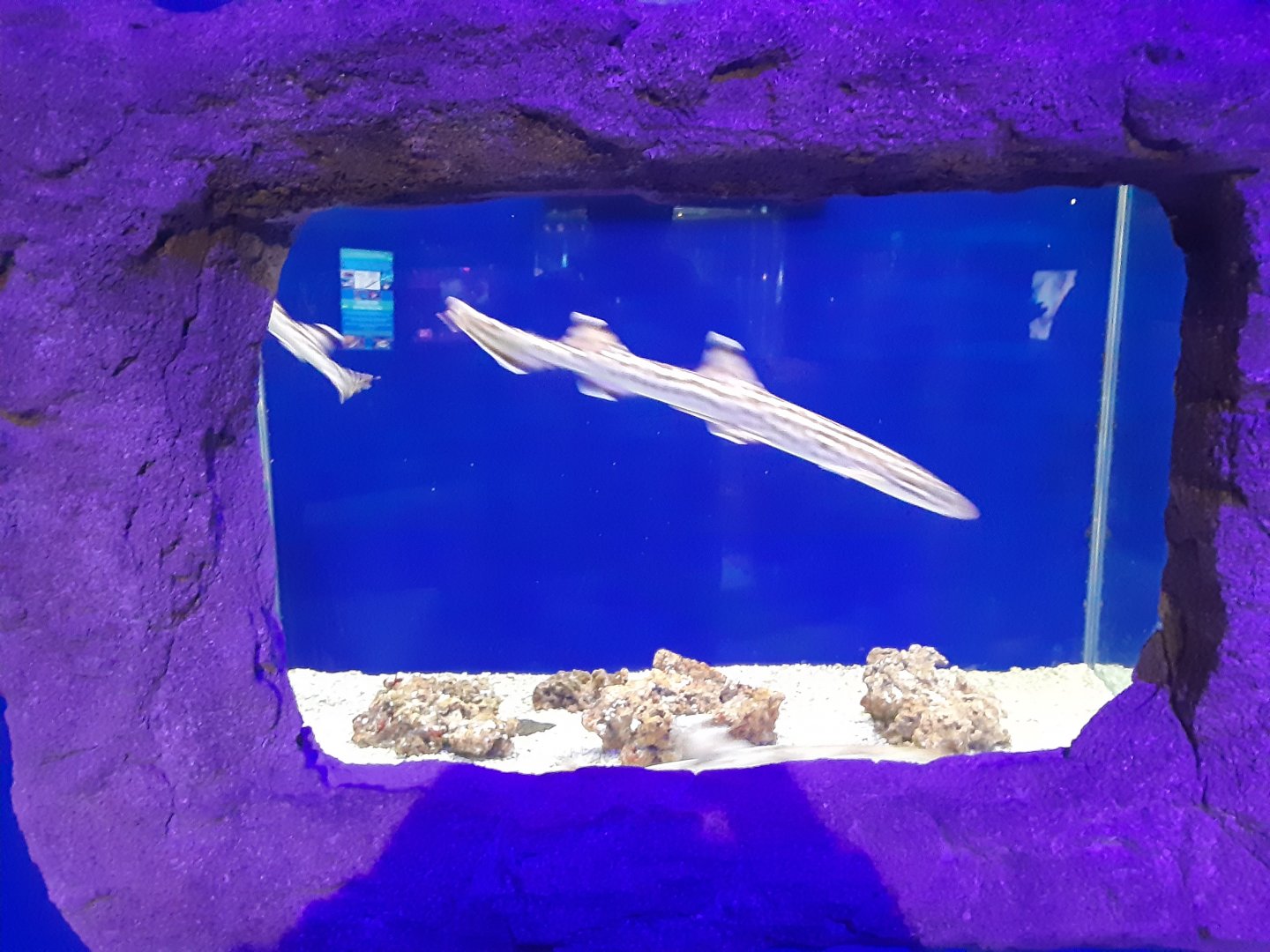 Coral Catshark/Epaulette Shark exhibit