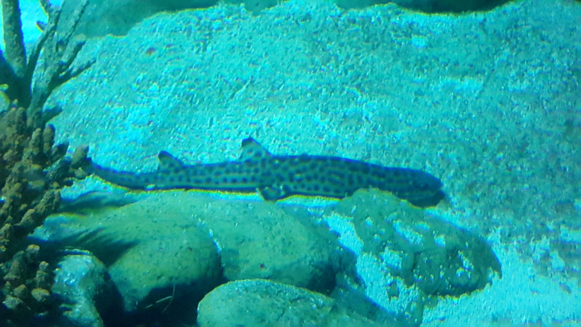 Coral Catshark