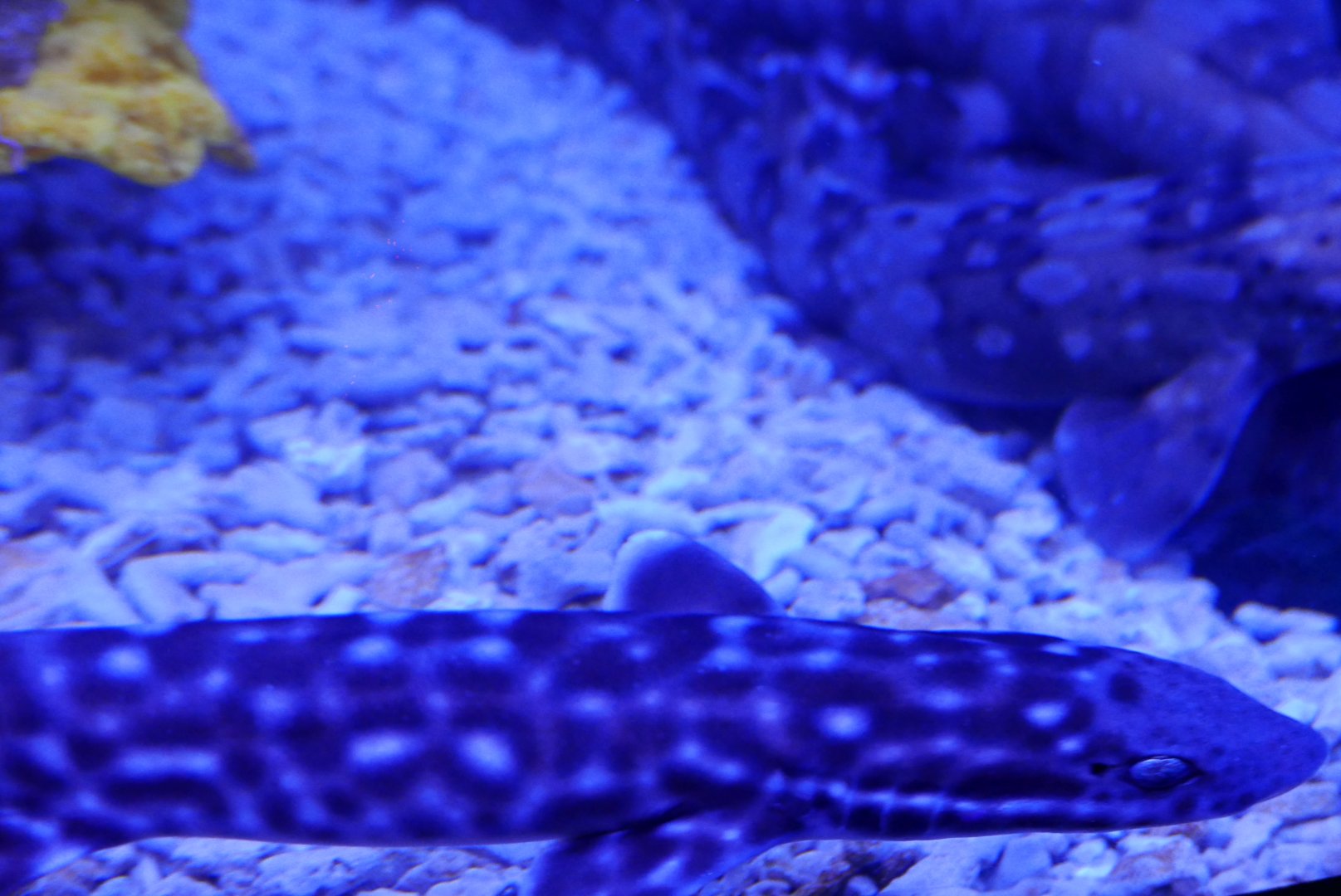 Coral Catshark