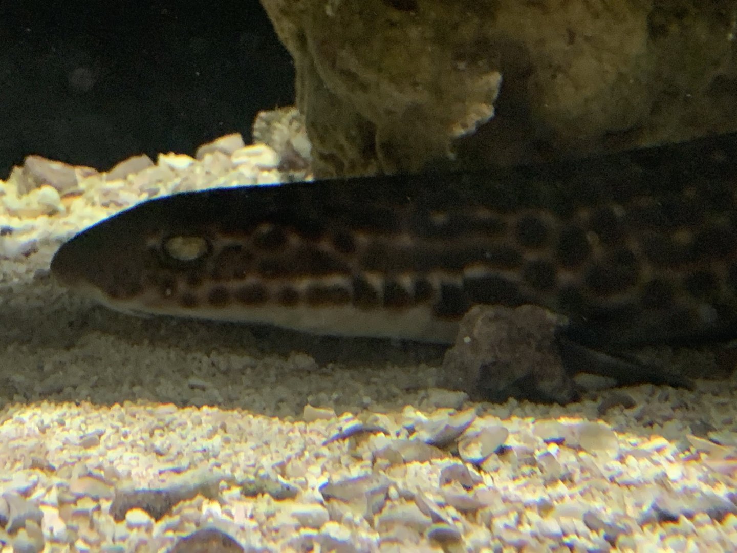 Coral Catshark?
