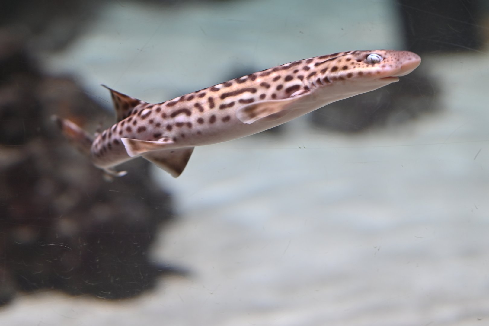 Coral catshark