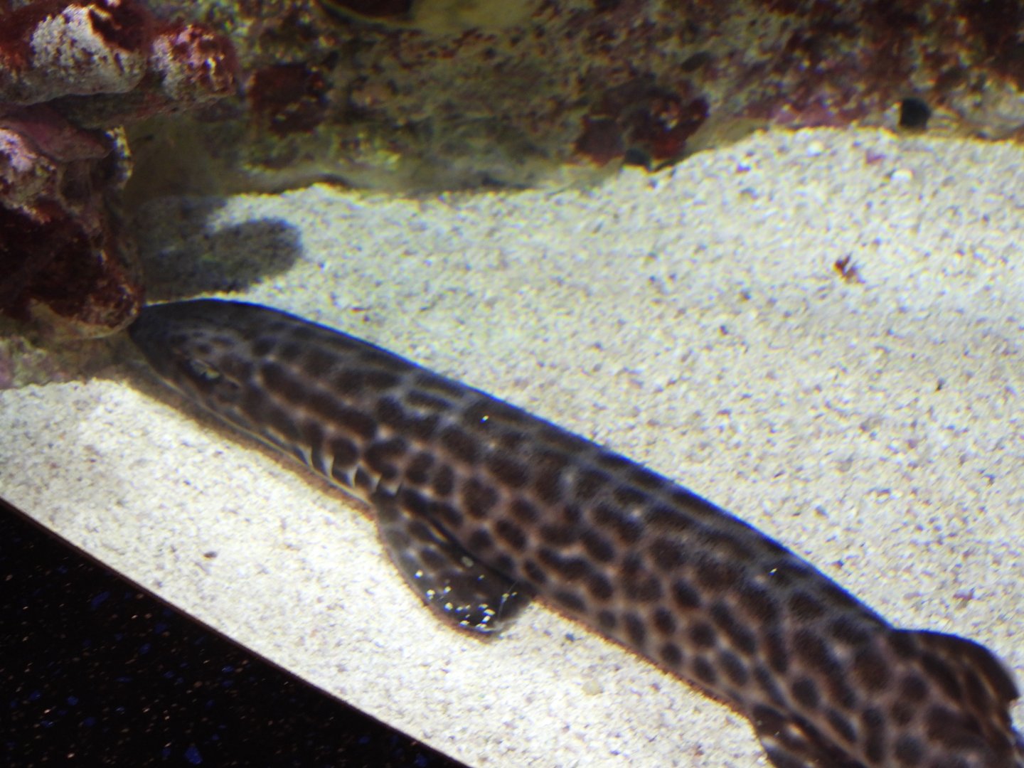 Coral catshark