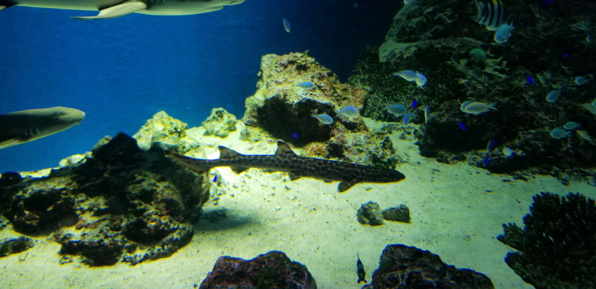 Coral Catshark
