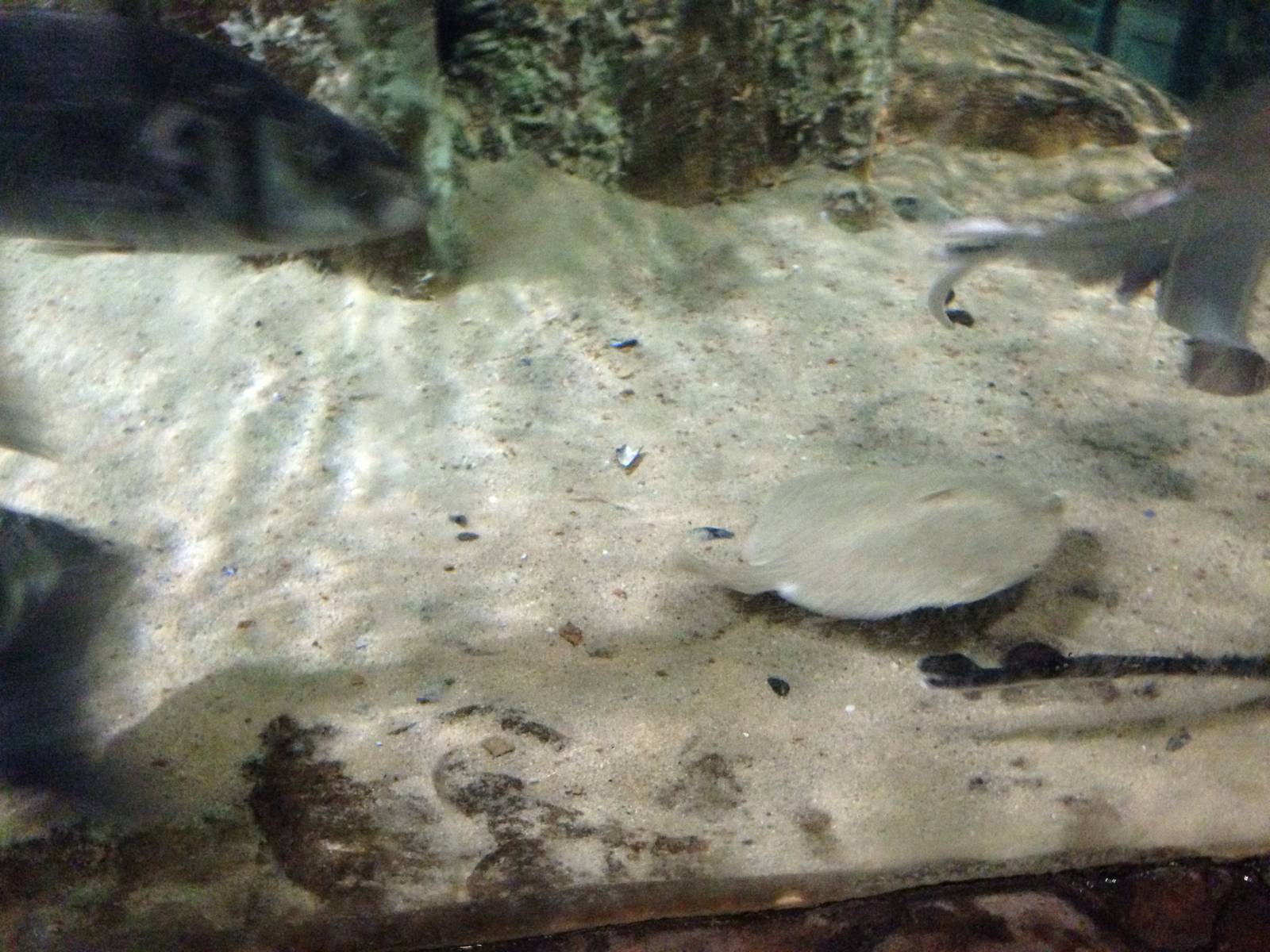 Coral Cave at Blue Planet Aquarium - 05/10/2013