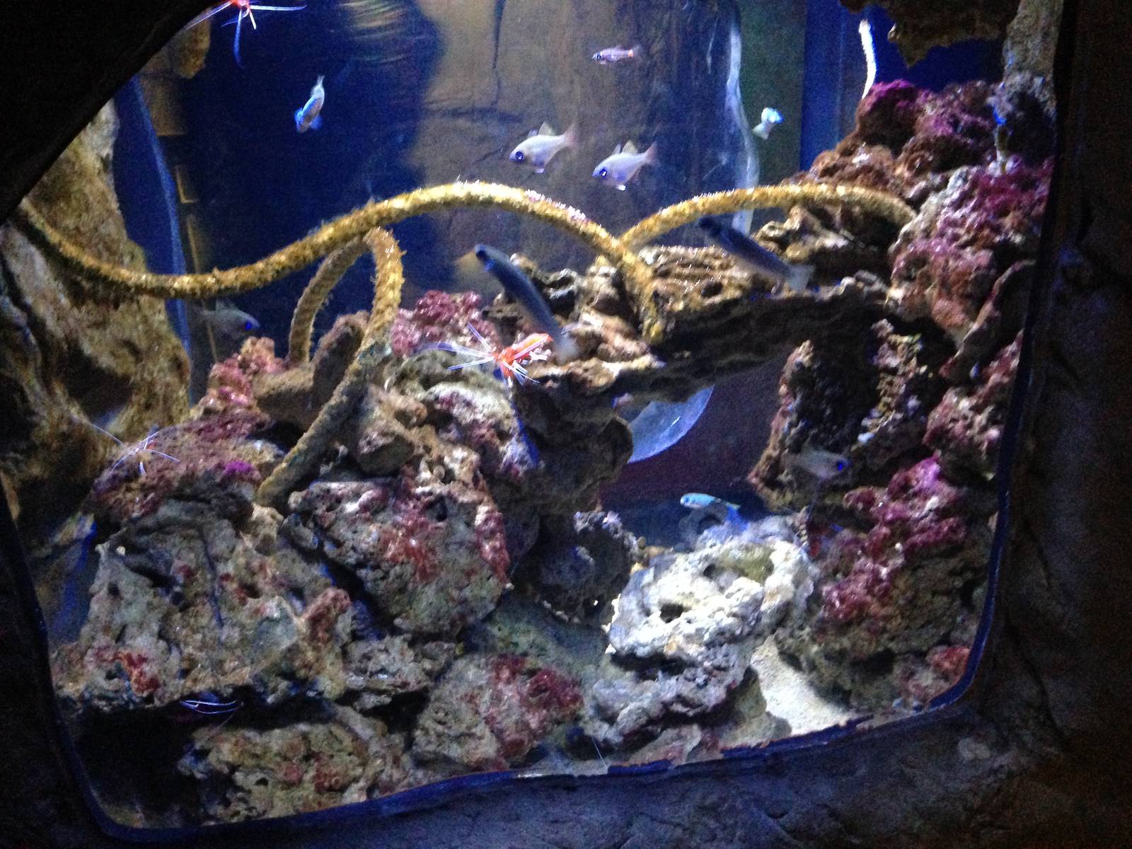 Coral Cave Exhibit at Blue Planet Aquarium - 05/10/2013