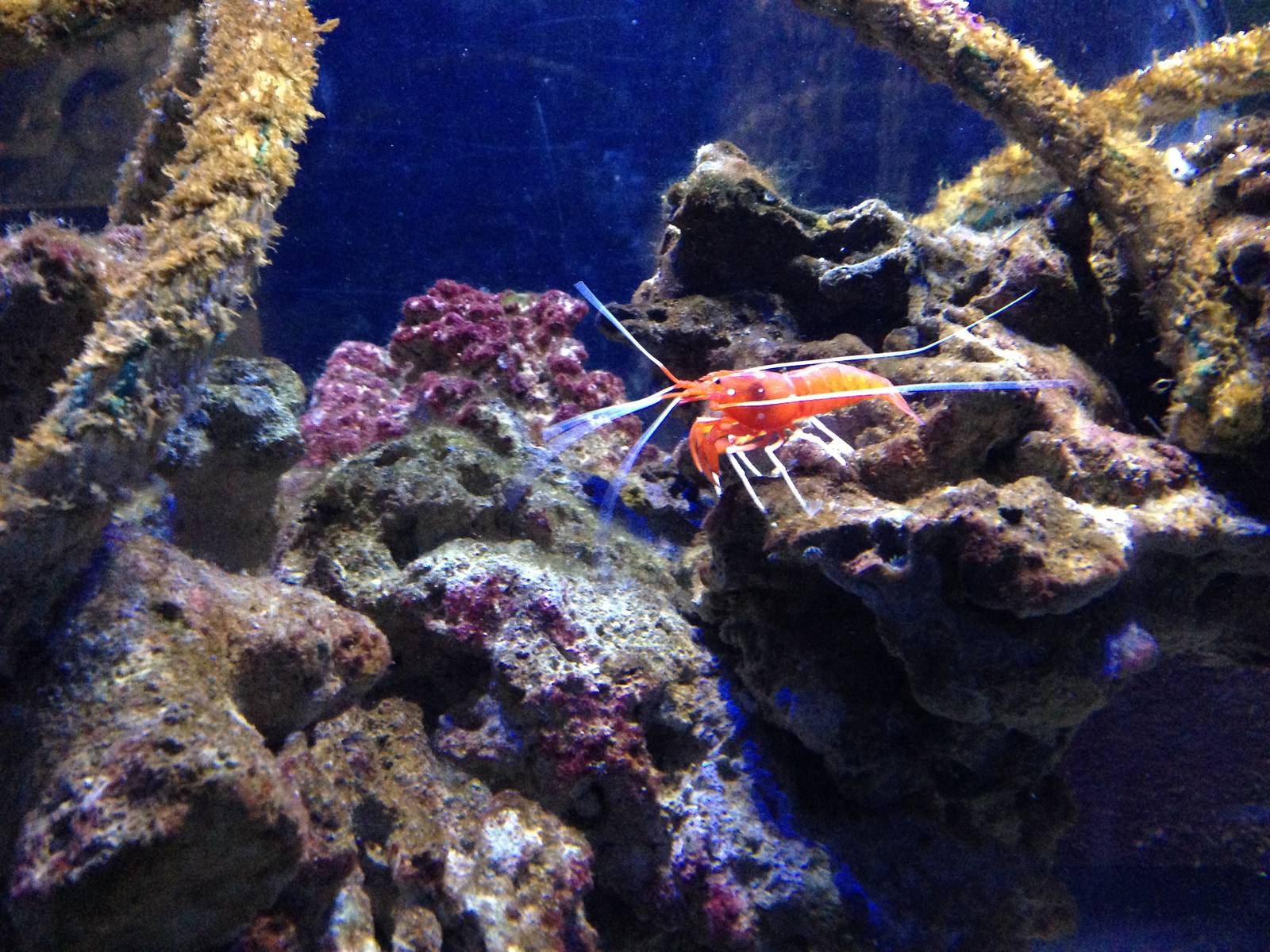 Coral Cave Exhibit at Blue Planet Aquarium - 05/10/2013