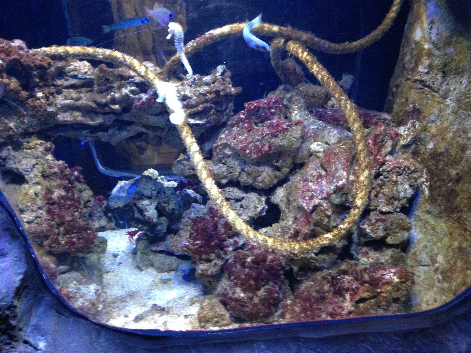 Coral Cave Exhibit at Blue Planet Aquarium - 05/10/2013