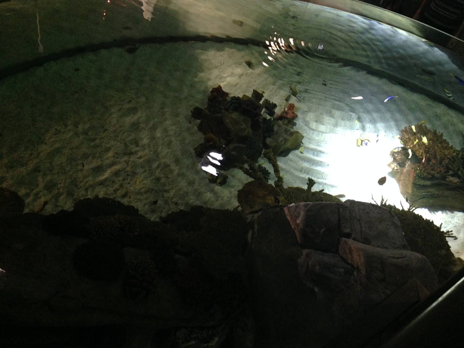 Coral Cave Tank at Blue Planet Aquarium - 05/10/2013